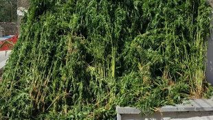 Muş'ta uyuşturucu operasyonu