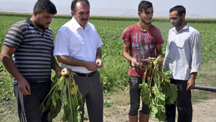 Muş'un ekonomisi şeker pancarıyla canlanacak