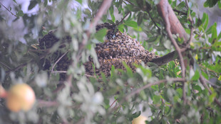 Peteklerini kovan yerine ağaç dalında yaptılar
