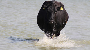 Sıcaktan bunalan hayvanlar Manyas Gölü'nde serinledi
