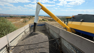 Tekirdağ'da ayçiçeği yüzleri güldürdü