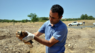 Tunceli'de bulunan kızıl şahin koruma altına alındı