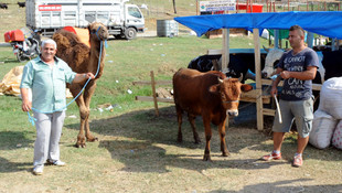 25 bin liralık kurbanlık Haydarı alana tosun hediye