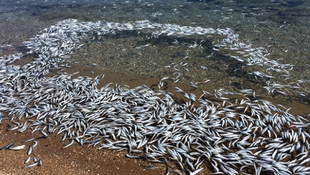 Mersinde binlerce balık sahile vurdu