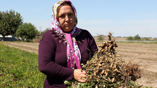 Alternatif yöntemle yetiştirilen yer fıstığında ilk hasat