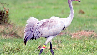 Anadolu dağ turnası GPS ile takip edilecek