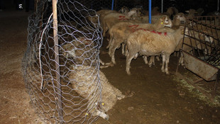 Antalya'da, akıma kapılan kurbanlıklar telef oldu