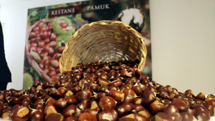 Aydın'da ilk kestane kilosu 25 liradan satıldı