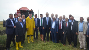 Bafra Ovası'nda çeltik hasadına başlandı