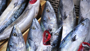 Balıkçılar vira bismillah dedi tezgahlar şenlendi