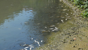 Bartın Irmağı'nda balık ölümleri