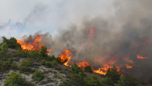 Bilecik'te orman yangını