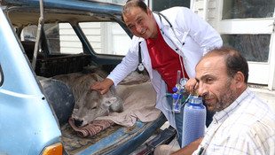 Bir haftalık buzağı Bayram Paşaya oksijen tedavisi