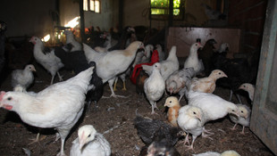 Buzdolabında keklik ve bıldırcın üretiyorlar