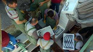 Buzhaneler palamutla dolup taştı