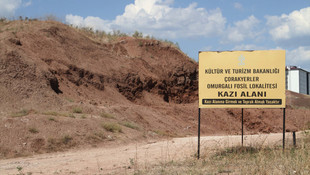 Çankırıda 71 fosil çıkarıldı