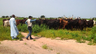 Cansuyu Derneğinden Çad'da kurban yardımı