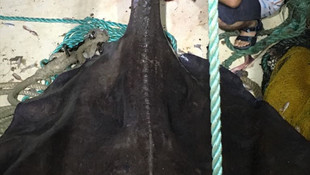 Çeşme'de dev vatoza rastlandı