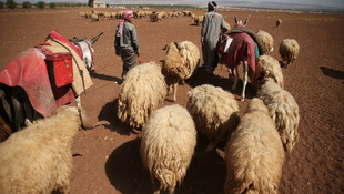 DAEŞ'in mağdur ettiği çobanlar