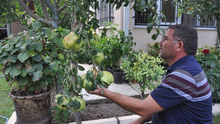 Dal kıran kiloluk armutlar, görenleri şaşırtıyor