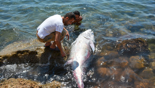 Didim'de 2 orkinos kıyıya vurdu