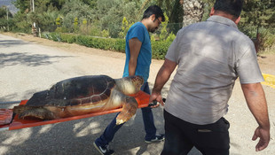 Didim'de sahile vurmuş caretta caretta bulundu