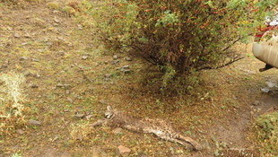 Erzincan'da tüfekle öldürülmüş vaşak bulundu