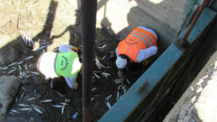 Gaziantep’teki çayda toplu balık ölümleri