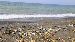 Hatay'da sahile vuran ölü balıklar toplandı
