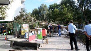 İş makinesinin çarpığı ağaç otomobilin üzerine düştü