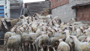 İstanbul'un kurbanlık ihtiyacını Trakya karşılayacak