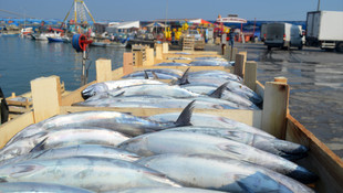 Karadeniz'de palamut bereketi