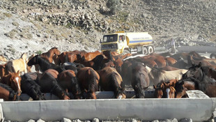 Karaman'daki yılkı atları susuz bırakılmadı