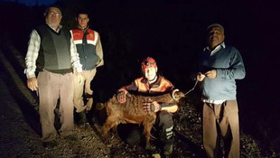 Kayalıklardaki keçiyi AFAD ekibi indirdi