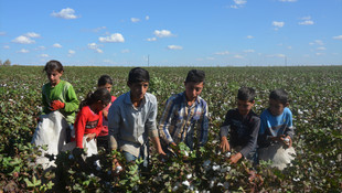 Kaymakamdan pamuk tarlasındaki öğrencilere ziyaret