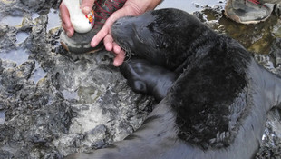 Kıyıya vuran Akdeniz foku yavrusu öldü