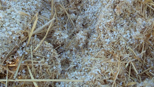 Konya'da 41 küçükbaş hayvan telef oldu