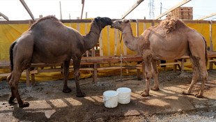Kurban Bayramı'na doğru