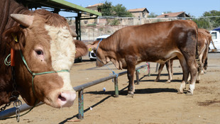 Malatyada Kurban Bayramı hareketliliği
