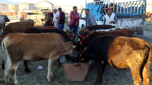 Kurban pazarlarında yoğunluk