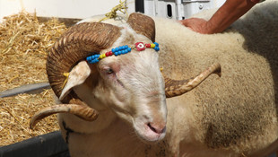 Kurbanlık pazarının gözdesi Gırbiş