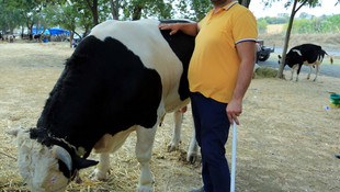 Kurbanlık pazarının gözdesi Pehlivan