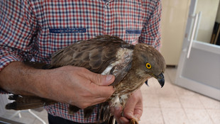 Malatya'da tedavi edilen doğan, doğaya salındı