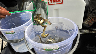 Markalanan Abant alaları, Abant Gölü'ne bırakıldı