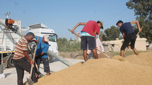 Mersin'de çeltik hasadı başladı