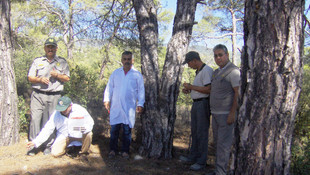 Mersin'de ormanlar kabuk böceği yırtıcısıyla korunacak