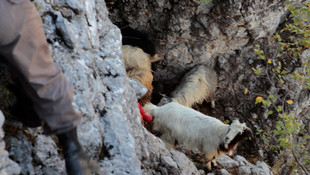 Mersin'de uçurumda mahsur kalan 12 keçi kurtarıldı