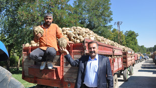 Muş'ta şeker pancarı alımı