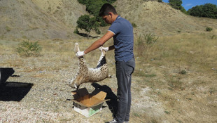 Nesli tükenen vaşak öldürüldü