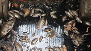 Ölü balıklar kötü kokuya neden oldu